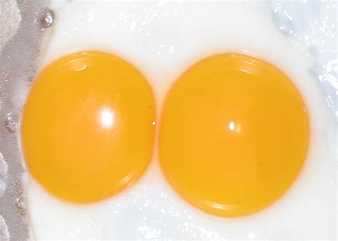 Double Yolks and Pregnancy: Is There a Link?